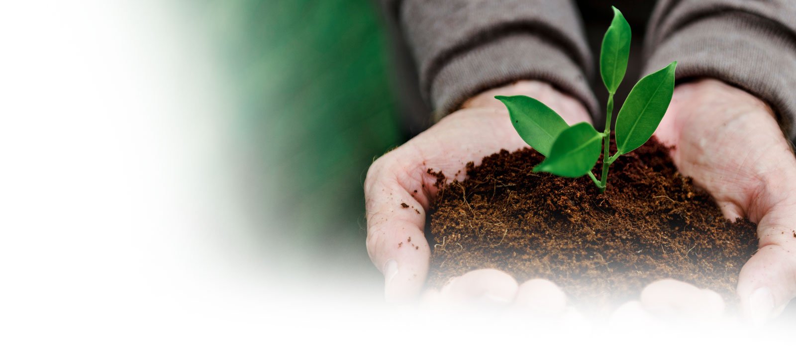 Zwei Hände halten frische Erde mit einer jungen, grünen Pflanze – Symbol für Nachhaltigkeit und Wachstum.